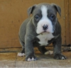 Adorable Pure Breed American Pitbull Puppies!